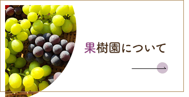 果樹園について