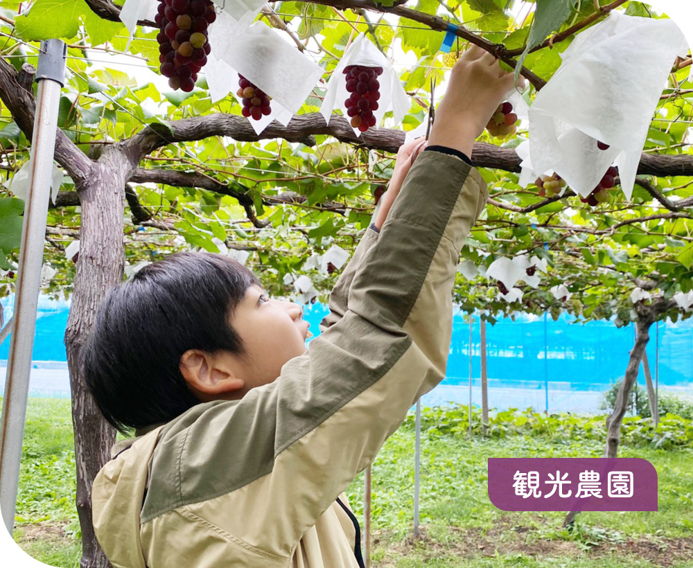 観光農園